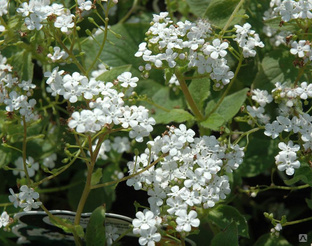 Бруннера крупнолистная Бетти Боуринг белая (B. macrophylla Betty Bowring)2л 