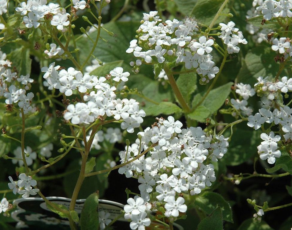 Бруннера крупнолистная Бетти Боуринг белая (B. macrophylla Betty Bowring)2л