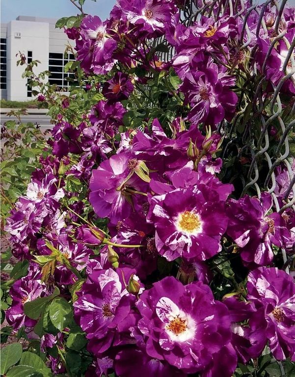 Роза плетистая Перпл Сплэш (Rosa Purple Splash) 11л 60-80