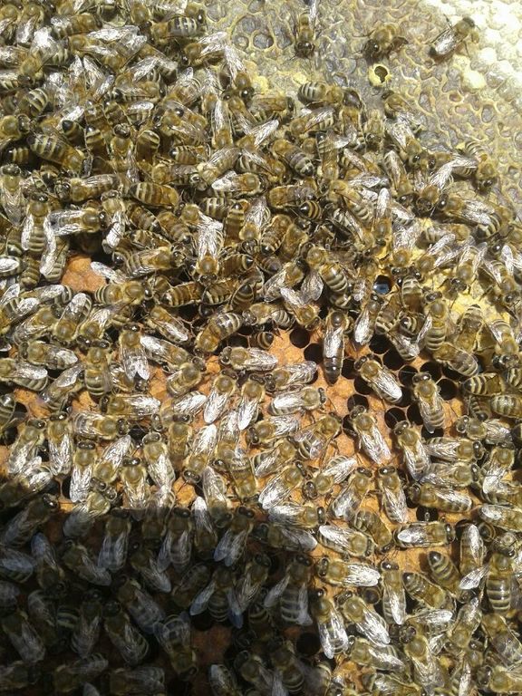 Пчелопакеты 2024 Карника Карпатка