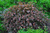 Пузыреплодник калинолистный Шух (Physocarpus opulifolius Schuch) 5 л 60-70 #2