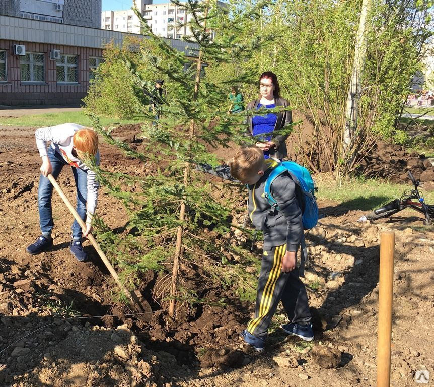 Проект посадки деревьев в городе